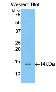 Corin (CRN) Polyclonal Antibody - image 3
