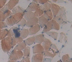 Protein Kinase, AMP Activated Gamma 3 (PRKAg3) Polyclonal Antibody - image 3