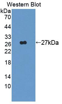 Amyloid Beta Precursor Like Protein 2 (APLP2) Polyclonal Antibody - image 2