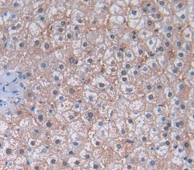 Amyloid Beta Precursor Like Protein 2 (APLP2) Polyclonal Antibody - image 3