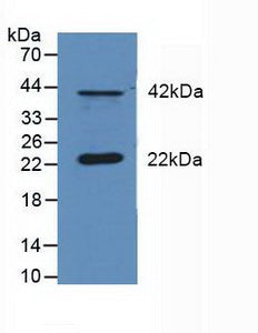Western Blot; Sample: Recombinant DUSP6, Human.
