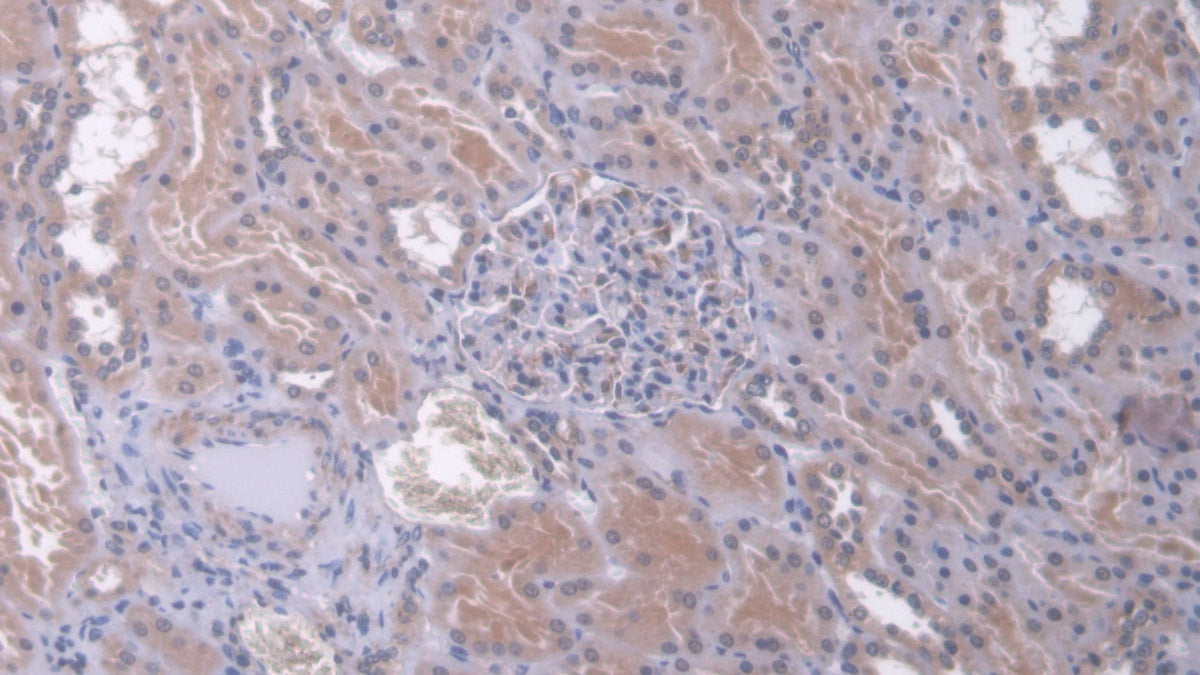 Dual Specificity Phosphatase 6 (DUSP6) Polyclonal Antibody - image 5