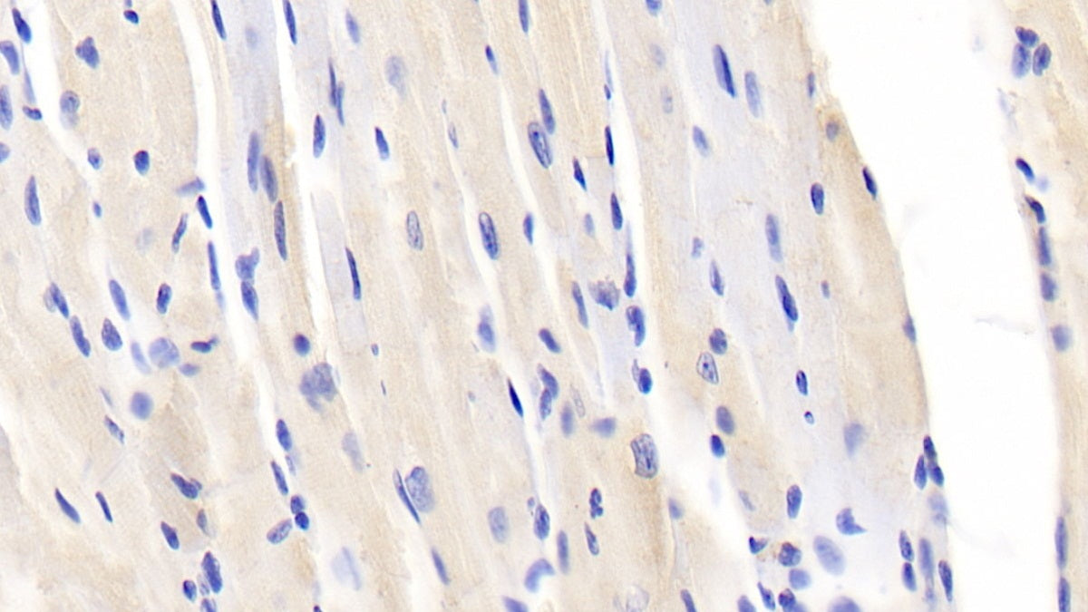 Secreted Frizzled Related Protein 1 (SFRP1) Polyclonal Antibody - image 5