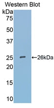 Secreted Frizzled Related Protein 4 (SFRP4) Polyclonal Antibody - image 2
