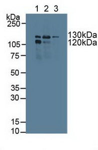 Western Blot; Sample: Recombinant POLg1, Human.