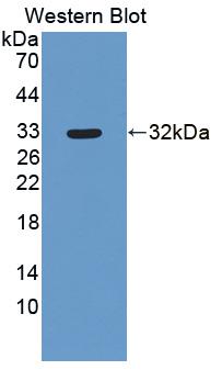 2',5'-Oligoadenylate Synthetase Like Protein (OASL) Polyclonal Antibody - image 2