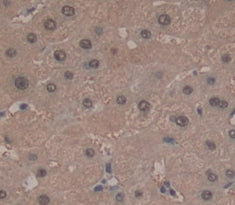 2',5'-Oligoadenylate Synthetase Like Protein (OASL) Polyclonal Antibody - image 3