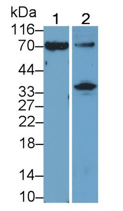 2',5'-Oligoadenylate Synthetase 2 (OAS2) Polyclonal Antibody - image 2