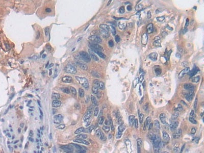 2',5'-Oligoadenylate Synthetase 2 (OAS2) Polyclonal Antibody - image 4