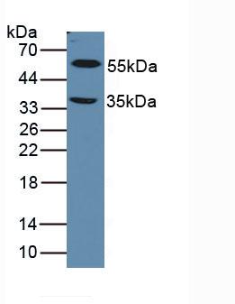 Western Blot; Sample: Recombinant LOXL1, Mouse.