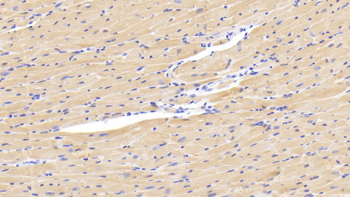 Lysyl Oxidase Like Protein 1 (LOXL1) Polyclonal Antibody - image 4