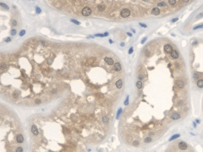 DAB staining on IHC-P; Samples: Human Stomach Tissue.