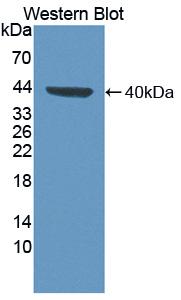 Fucosyltransferase 6 (FUT6) Polyclonal Antibody - image 2