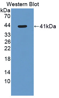 11-Beta-Hydroxysteroid Dehydrogenase Type 2 (HSD11b2) Polyclonal Antibody - image 2