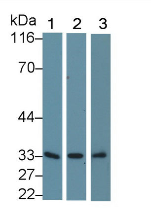 17-Beta-Hydroxysteroid Dehydrogenase Type 12 (HSD17b12) Polyclonal Antibody - image 2