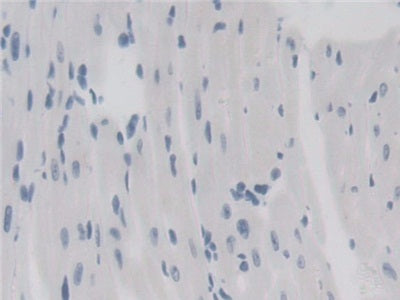 DAB staining on IHC-P. Samples: Mouse Tissue)