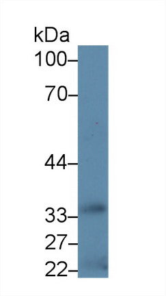 Western Blot; Sample: Recombinant protein.