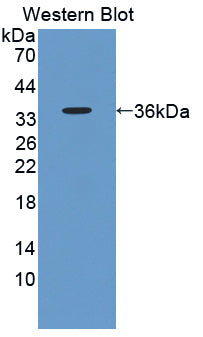Western Blot; Sample: Porcine Skeletal muscle lysate; Primary Ab: 2μg/ml Rabbit Anti-Human AKAP12 Antibody; Second Ab: 0.2µg/mL HRP-Linked Caprine Anti-Rabbit IgG Polyclonal Antibody;