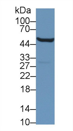 Western Blot; Sample: Recombinant protein.