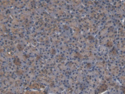 Aldehyde Dehydrogenase 3 Family, Member A1 (ALDH3A1) Polyclonal Antibody - image 5