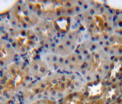 Annexin A1 (ANXA1) Polyclonal Antibody - image 5