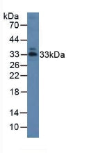 Western Blot; Sample: Recombinant ANXA1, Porcine.