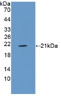 DAB staining on IHC-P; Samples: Porcine Stomach Tissue; Primary Ab: 20μg/ml Rabbit Anti-Porcine ANXA1 Antibody Second Ab: 2µg/mL HRP-Linked Caprine Anti-Rabbit IgG Polyclonal Antibody