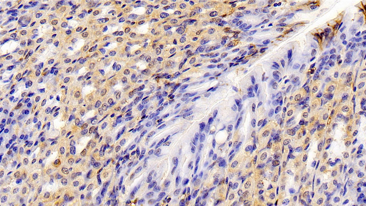 Annexin A1 (ANXA1) Polyclonal Antibody - image 5