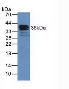 Western Blot; Sample: Lane1: Human Serum; Lane2: Human Lung lysate; Lane3: Mouse Liver lysate; Lane4: HepG2 cell lysate; Lane5: Hela cell lysate; Primary Ab: 1µg/ml Rabbit Anti-Human ANXA1 Antibody; Second Ab: 0.2µg/mL HRP-Linked Caprine Anti-Rabbit IgG Polyclonal Antibody;