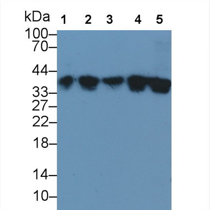 Annexin A1 (ANXA1) Polyclonal Antibody - image 3