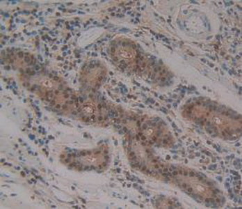 Annexin A1 (ANXA1) Polyclonal Antibody - image 5
