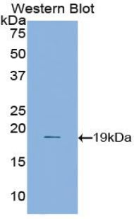 Annexin A1 (ANXA1) Polyclonal Antibody - image 3