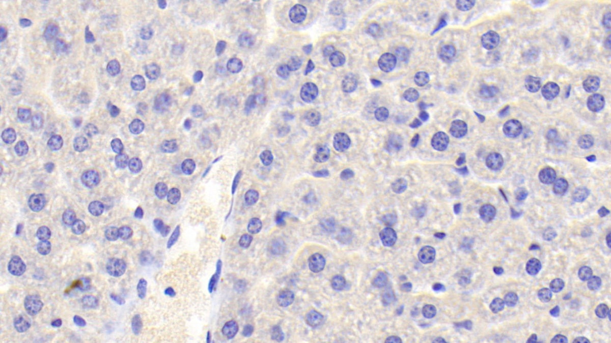 DAB staining on IHC-P. Samples: Mouse Tissue)