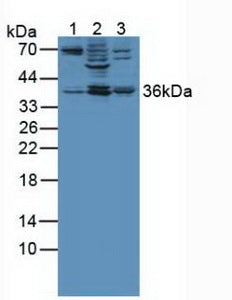 Western Blot; Sample: Recombinant ANXA3, Human.