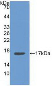 Western Blot; Sample: Human Lung lysate; ; Primary Ab: 3µg/ml Rabbit Anti-Human ANXA3 Antibody; Second Ab: 0.2µg/mL HRP-Linked Caprine Anti-Rabbit IgG Polyclonal Antibody;