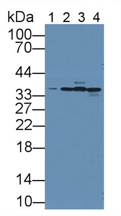 Annexin A4 (ANXA4) Polyclonal Antibody - image 3