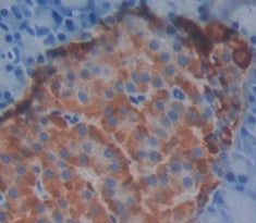 Annexin A4 (ANXA4) Polyclonal Antibody - image 4