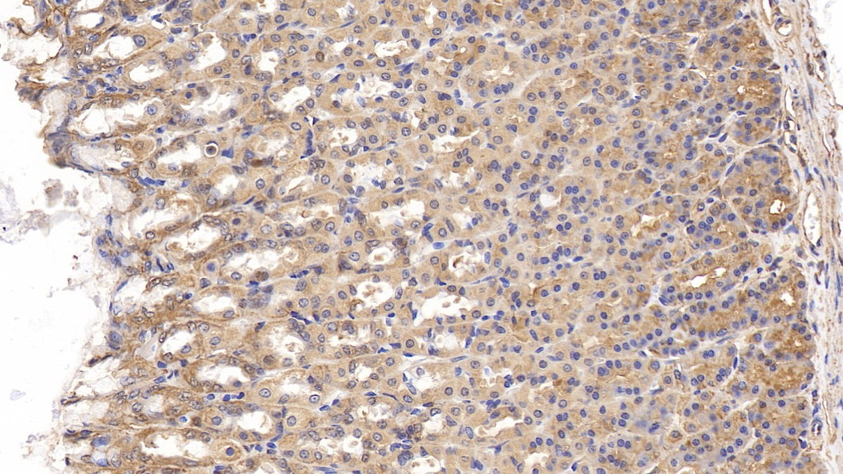 Annexin A4 (ANXA4) Polyclonal Antibody - image 5