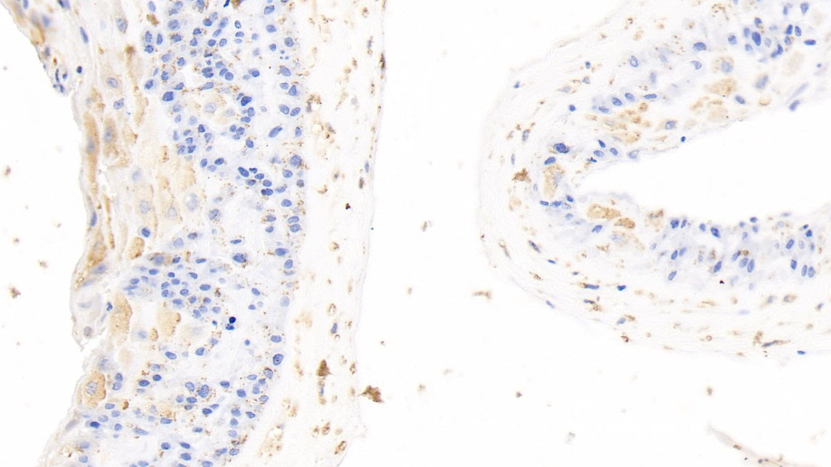 Annexin A4 (ANXA4) Polyclonal Antibody - image 5