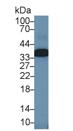 Western Blot; Sample: Recombinant protein.