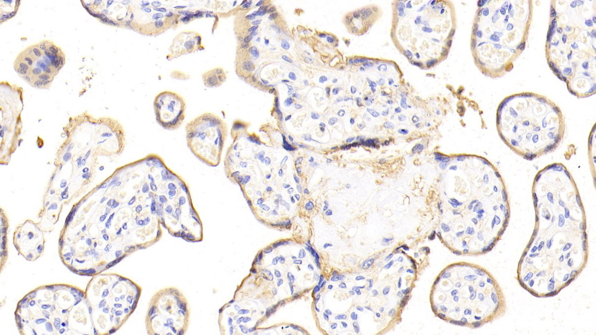 DAB staining on IHC-P; Samples: Porcine Small intestine Tissue;  Primary Ab: 20μg/ml Rabbit Anti-Porcine ANXA4 Antibody Second Ab: 2µg/mL HRP-Linked Caprine Anti-Rabbit IgG Polyclonal Antibody
