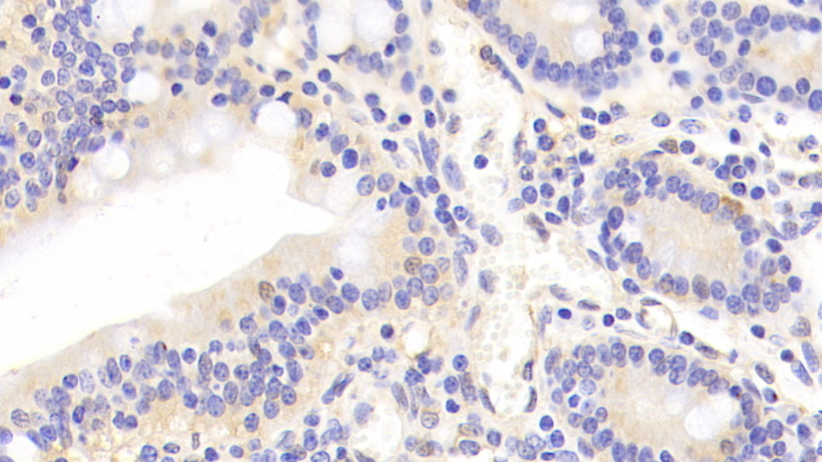 Annexin A4 (ANXA4) Polyclonal Antibody - image 5