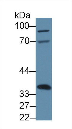 Annexin A4 (ANXA4) Polyclonal Antibody - image 2