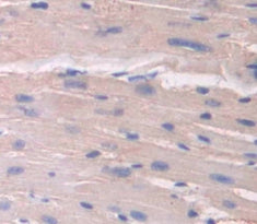 Annexin A4 (ANXA4) Polyclonal Antibody - image 3