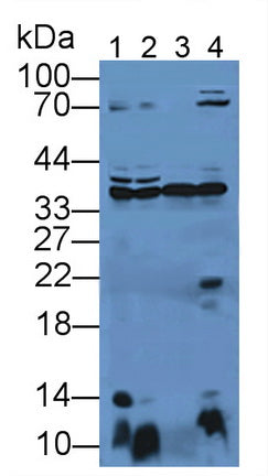 Annexin A4 (ANXA4) Polyclonal Antibody - image 2