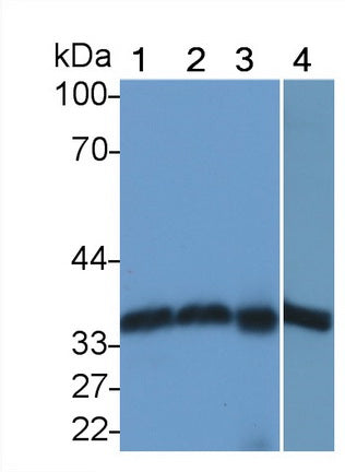 DAB staining on IHC-P. Samples: Mouse Tissue