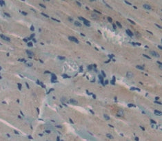 Annexin A4 (ANXA4) Polyclonal Antibody - image 4