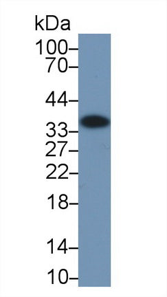 Western Blot; Sample: Recombinant protein.