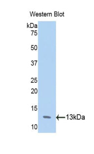Annexin A4 (ANXA4) Polyclonal Antibody - image 3