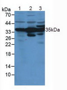 Western Blot; Sample: Recombinant ANXA4, Human.